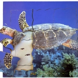 Puzzle din lemn stratificat broască țestoasă - 19 piese