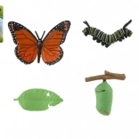 Model de dezvoltare al fluturelui ochios