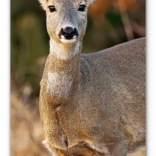 Calendar de perete cu animale sălbatice 2026