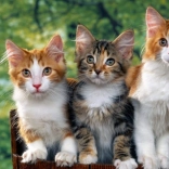 Pictură cu diamante Pisici 30x40 cm