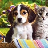 Pictură cu diamante Prieteni în coș 30 × 40 cm