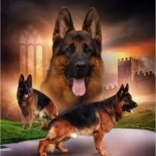 Pictură cu diamante – haită de ciobănești germani 30 × 40 cm