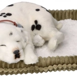 Dalmațian realist care respiră PERFECT PETZZZ pentru adopție