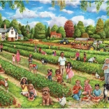 Puzzle Falcon Recolta de căpșuni 1000 piese