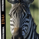 Cutie pentru caiete A4 Jumbo cu motiv Zebra
