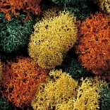 Mușchi decorativ Herbst de la Noch