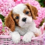 Puzzle 500 piese – cățeluș în flori roz