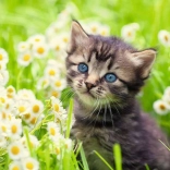 Ravensburger puzzle pisoiaș pe pajiște 500 piese