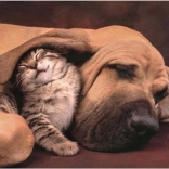 Puzzle Mazlení 500 piese