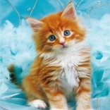 Pictură cu diamante – pisoiaș roșcat pe fundal albastru 30 × 40 cm