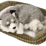 Cățeluș husky alaskan care respiră