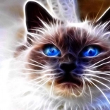 Pictură cu diamante Magia pisicilor 30 × 40 cm