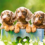 Puzzle cu 100 de piese – teckeli adorabili