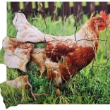 Puzzle din lemn stratificat Găina și ciclul ei de viață