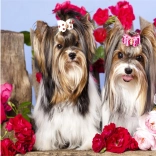 Pictură cu diamante căței în trandafiri 30 × 40 cm