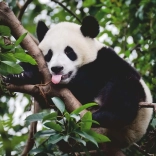 Puzzle panda de la Ravensburger 500 piese