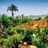 Puzzle 1000 piese Grădina botanică Madeira Portugalia RAVENSBURGER