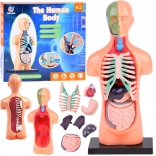 Model educațional al corpului uman cu organe detașabile, mini 15 cm
