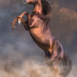 Puzzle Armăsarul Roșu Mare