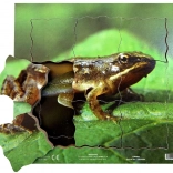 Just Jigsaws Broasca și ciclul său de viață - puzzle stratificat din lemn