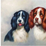 Pictură cu diamante Perechea pufoasă 30 × 40 cm