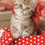 Puzzle TREFL pisoi drăgălaș 54 piese