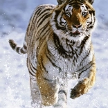 Puzzle Ravensburger Tigru în iarnă 500 piese