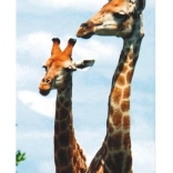 Set de creioane colorate 6 buc Koh-i-noor