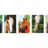 Bloc cu motiv Cal MINI 40l, 6x8,5 cm