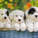 RAVENSBURGER Puzzle Cățeluși adorabili XXL 200 piese