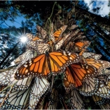 Puzzle 1000 de piese Fluture Monarh - Compact