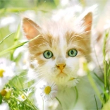 Pictură cu diamante – pisoiaș printre margarete 30 × 40 cm